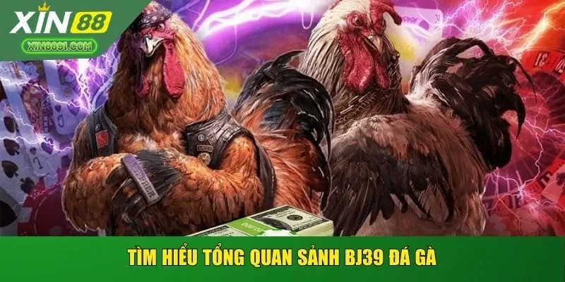 Tìm hiểu tổng quan sảnh BJ39 đá gà